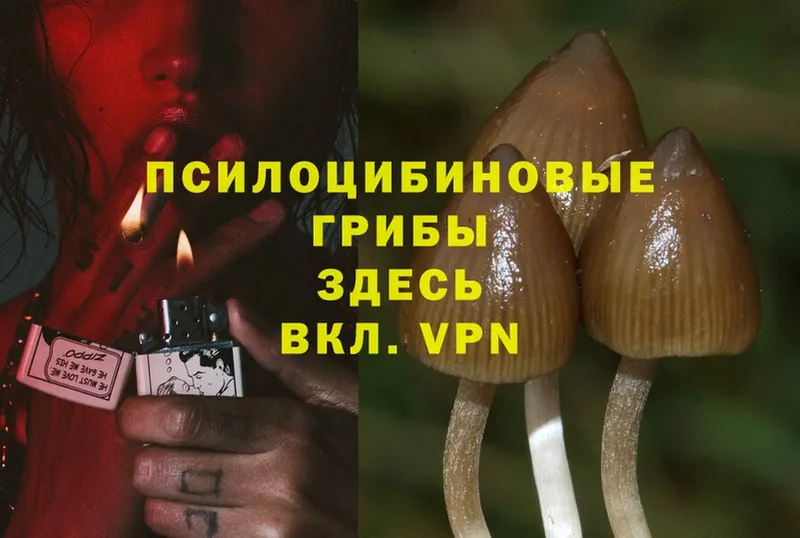 Псилоцибиновые грибы Cubensis  Джанкой 